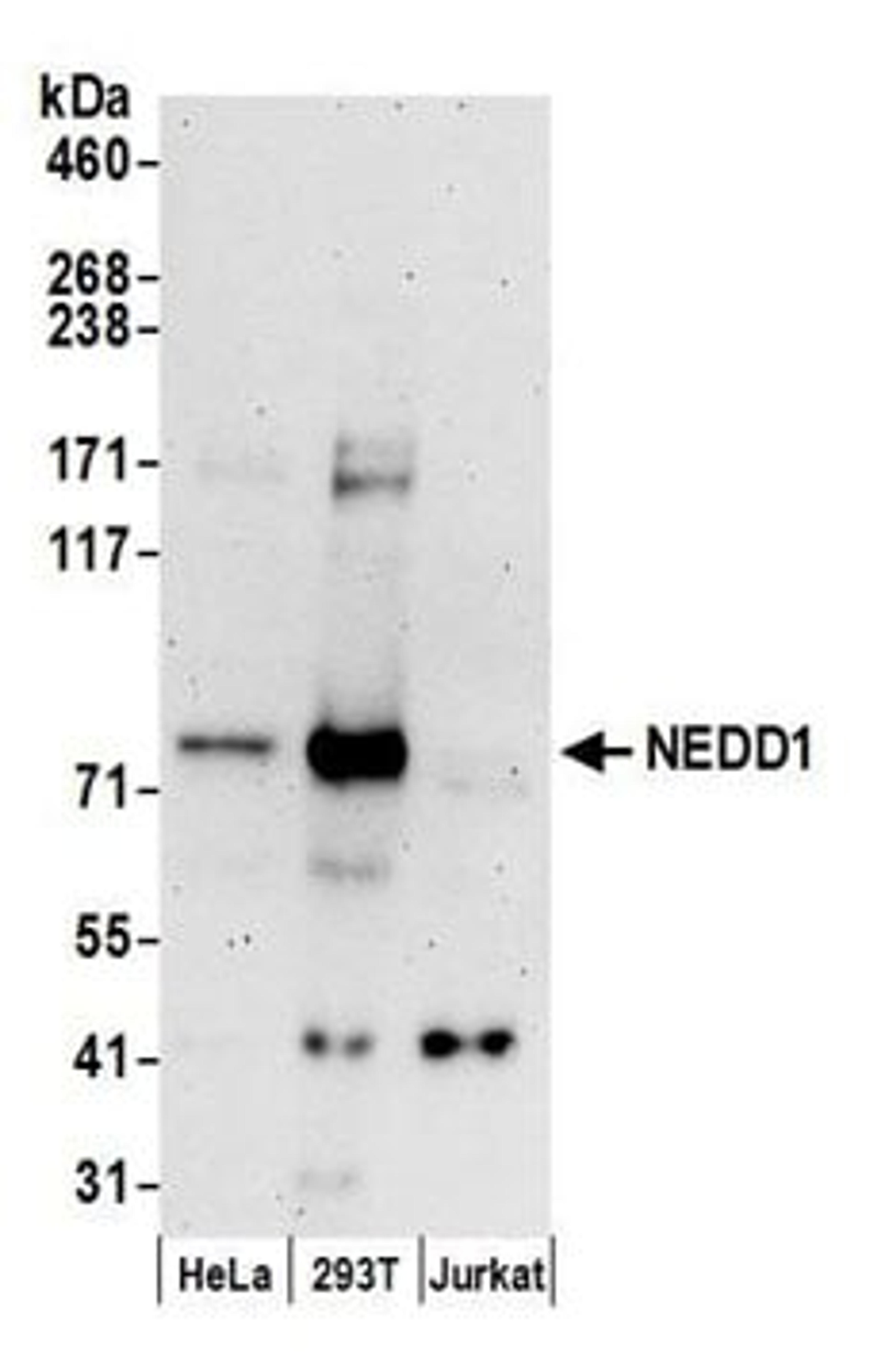 Detection of human NEDD1 by western blot.