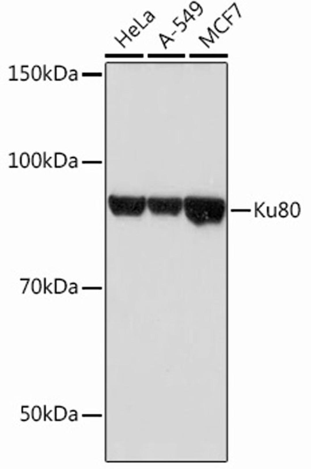 Western blot - Ku80 Rabbit mAb (A12338)