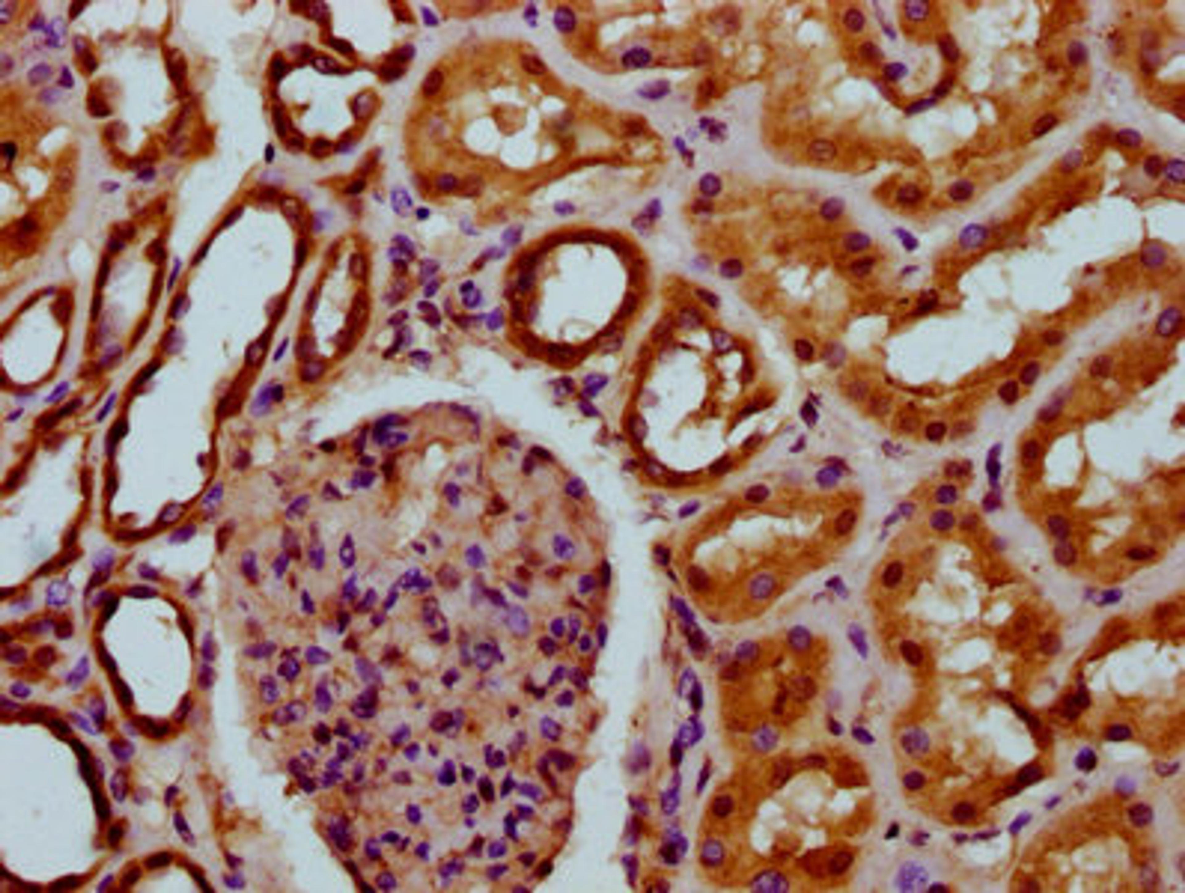 IHC image of CSB-PA023625LA01HU diluted at 1:200 and staining in paraffin-embedded human kidney tissue performed on a Leica BondTM system. After dewaxing and hydration, antigen retrieval was mediated by high pressure in a citrate buffer (pH 6.0). Section was blocked with 10% normal goat serum 30min at RT. Then primary antibody (1% BSA) was incubated at 4°C overnight. The primary is detected by a biotinylated secondary antibody and visualized using an HRP conjugated SP system.