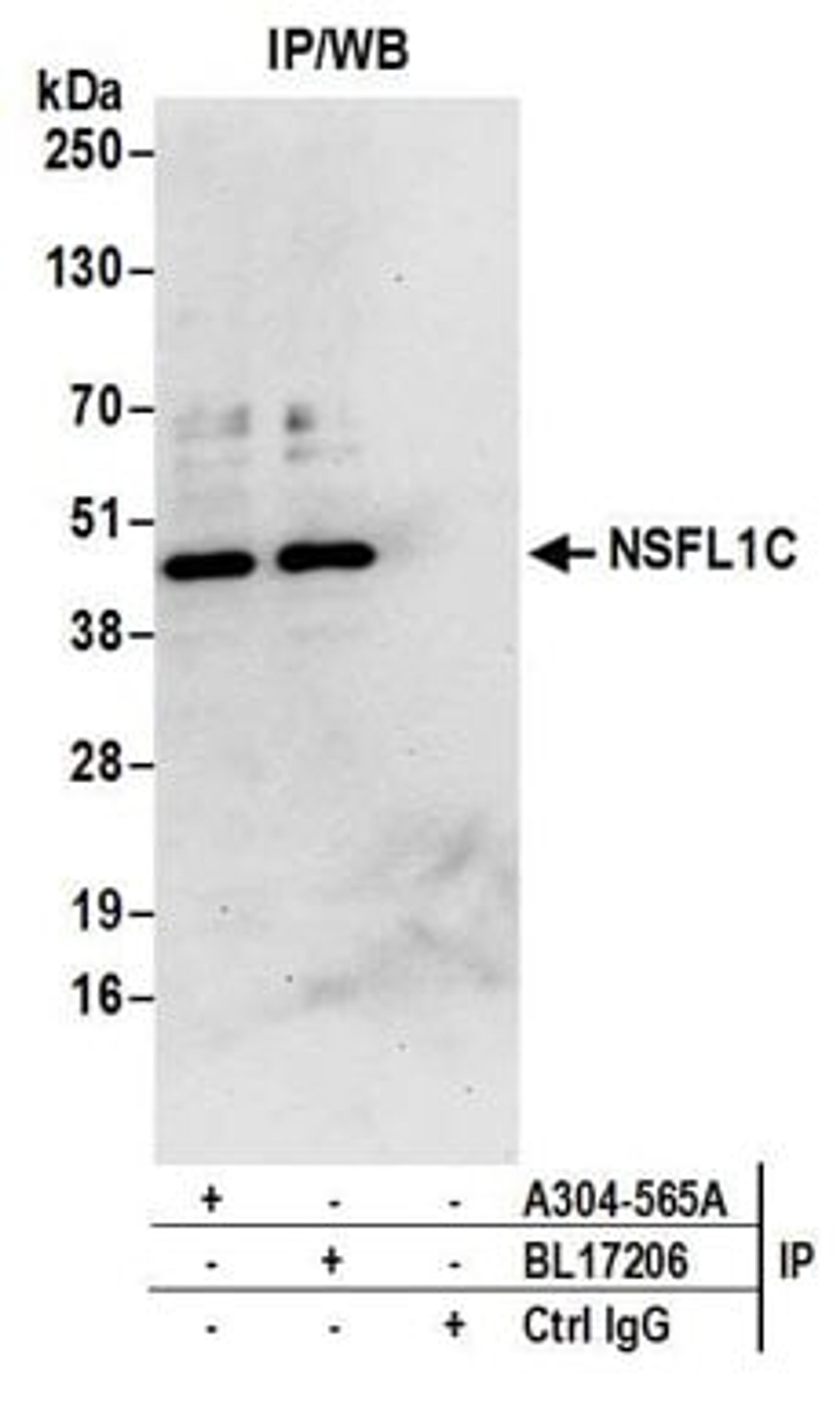 Detection of human NSFL1C by western blot of immunoprecipitates.