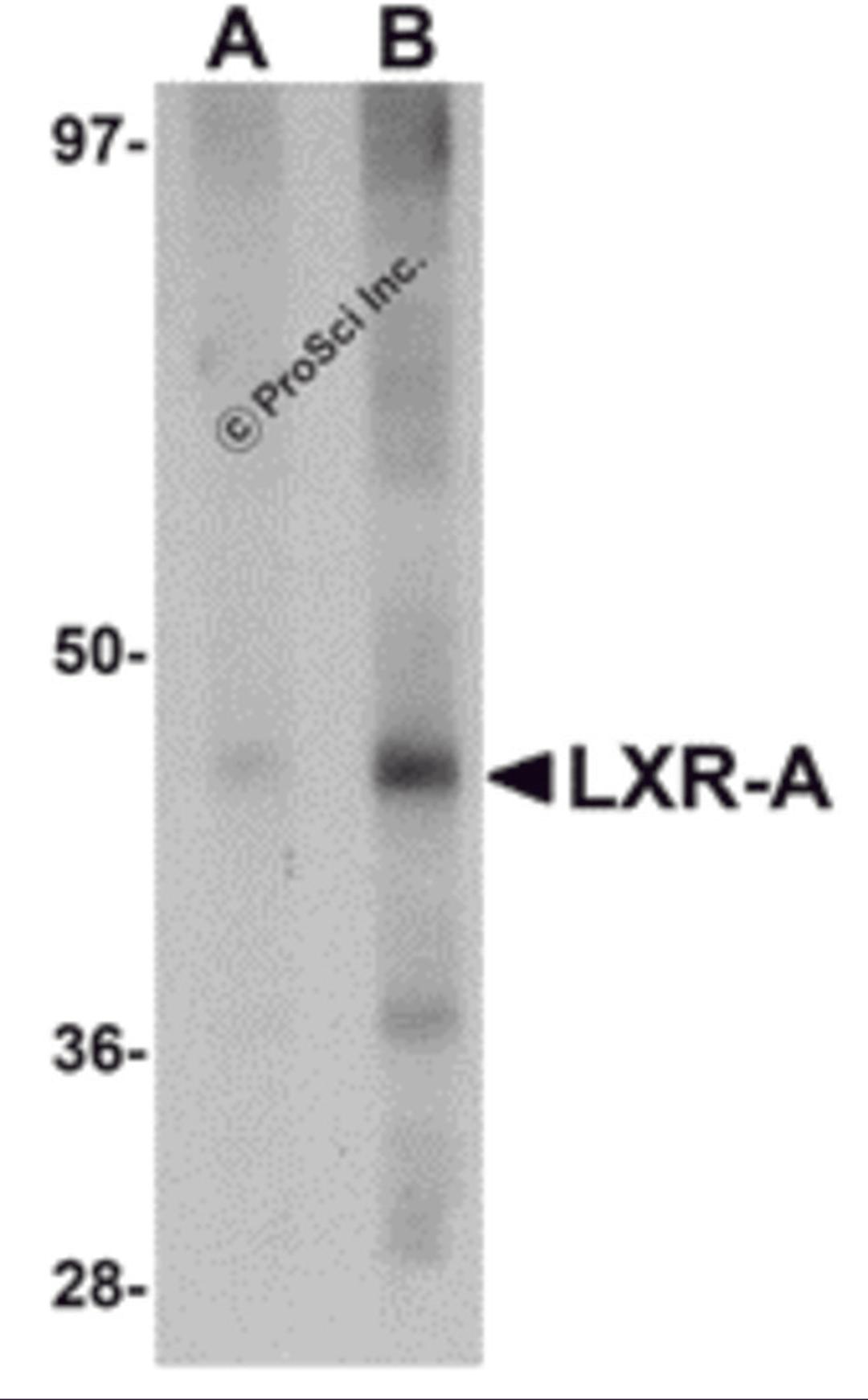 Western blot analysis of LXR-A in rat liver tissue lysate with LXR-A antibody at (A) 1 and (B) 2 μg/mL.