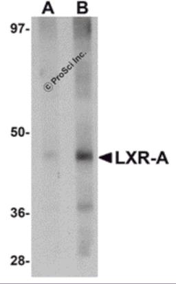 Western blot analysis of LXR-A in rat liver tissue lysate with LXR-A antibody at (A) 1 and (B) 2 μg/mL.