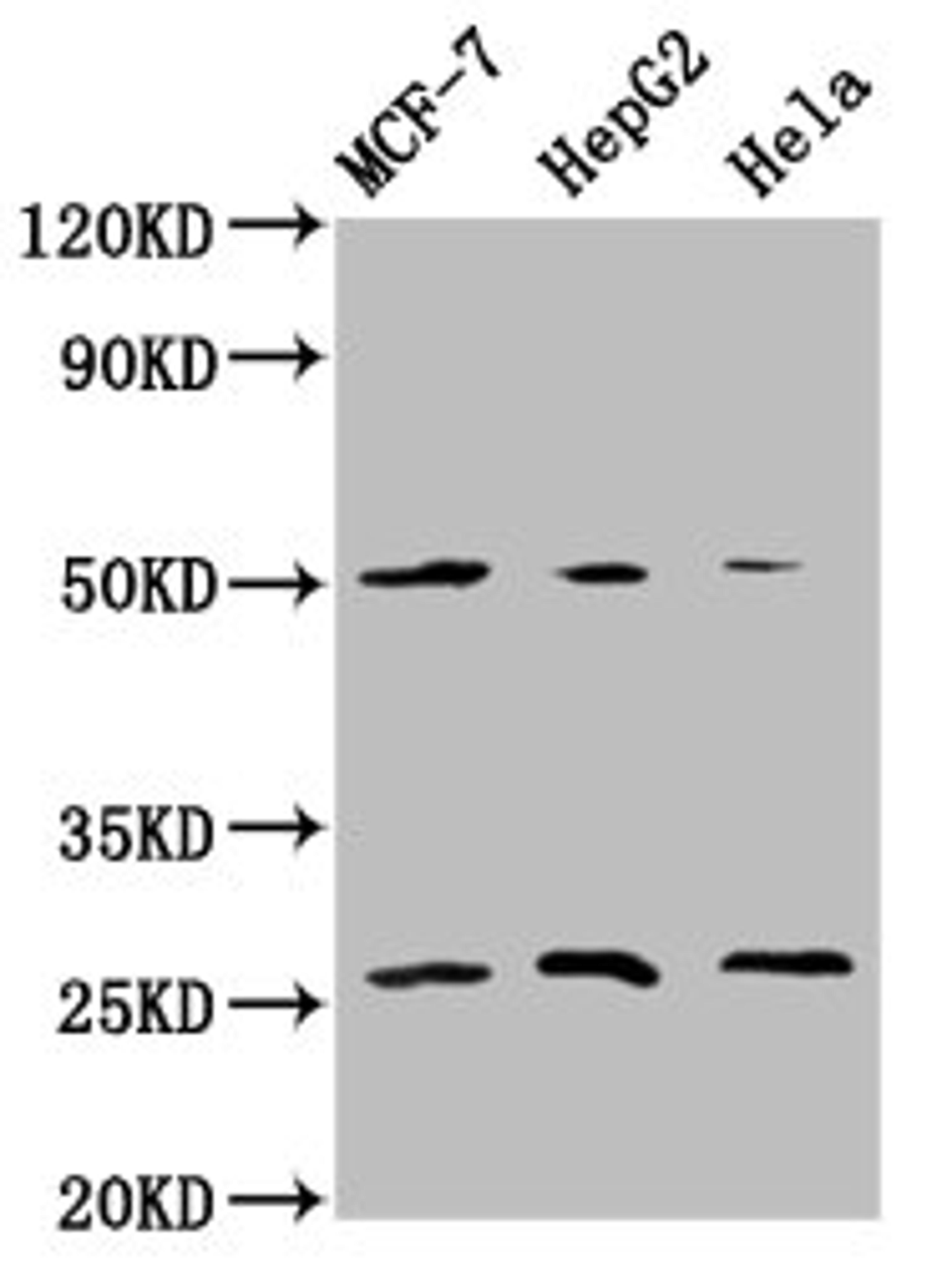 Western Blot. Positive WB detected in: MCF-7 whole cell lysate, HepG2 whole cell lysate, Hela whole cell lysate. All lanes: MT-CO2 antibody at 5.9µg/ml. Secondary. Goat polyclonal to rabbit IgG at 1/50000 dilution. Predicted band size: 26 kDa. Observed band size: 26 kDa