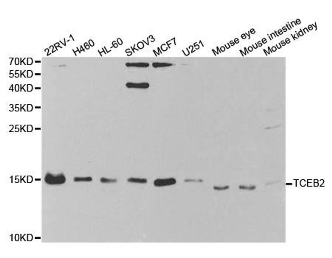 Western blot analysis of extracts of various cell lines using TCEB2 antibody