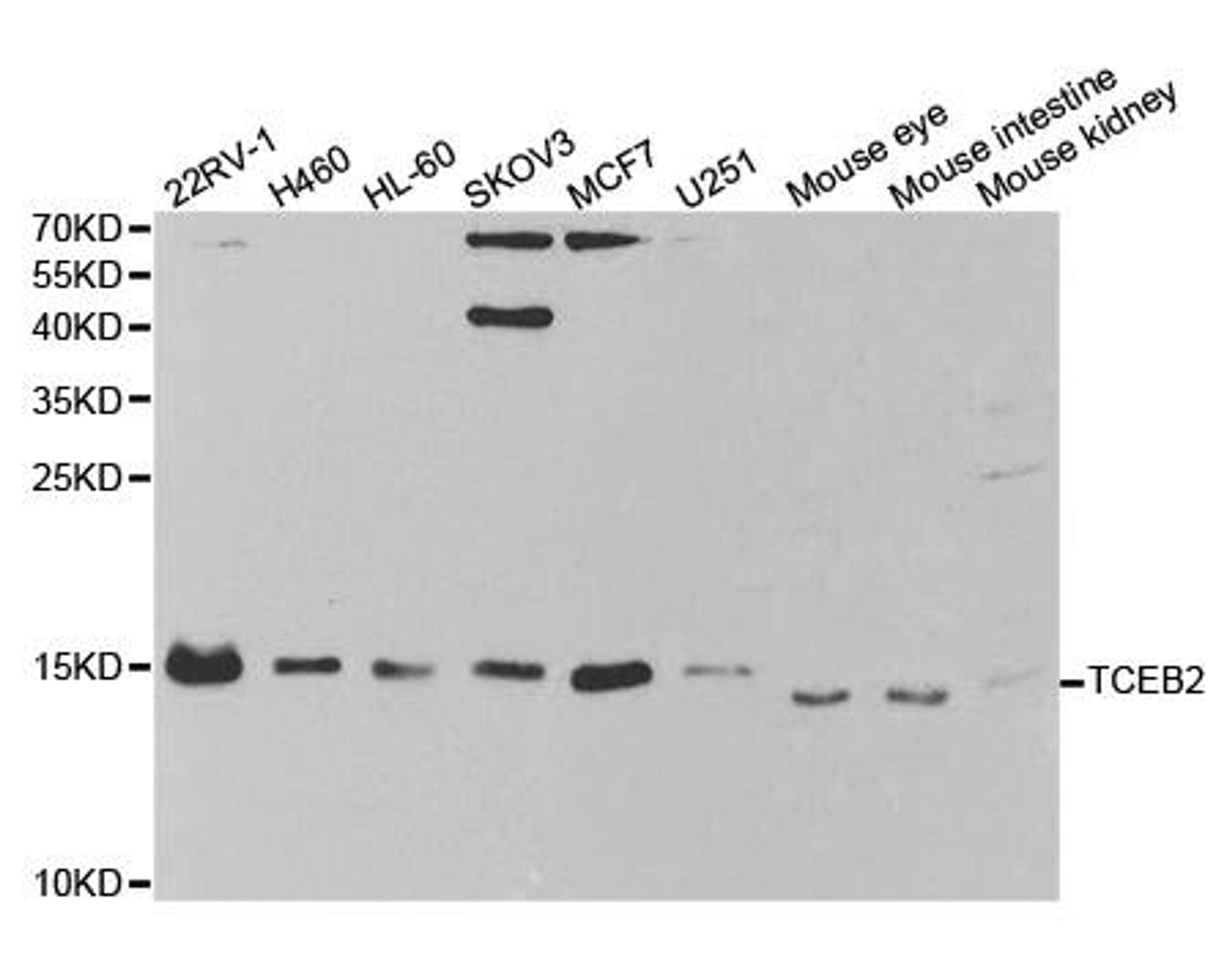 Western blot analysis of extracts of various cell lines using TCEB2 antibody