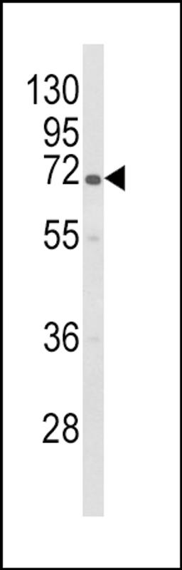 Western blot analysis of GBE1 Antibody in HL-60 cell line lysates (35ug/lane).