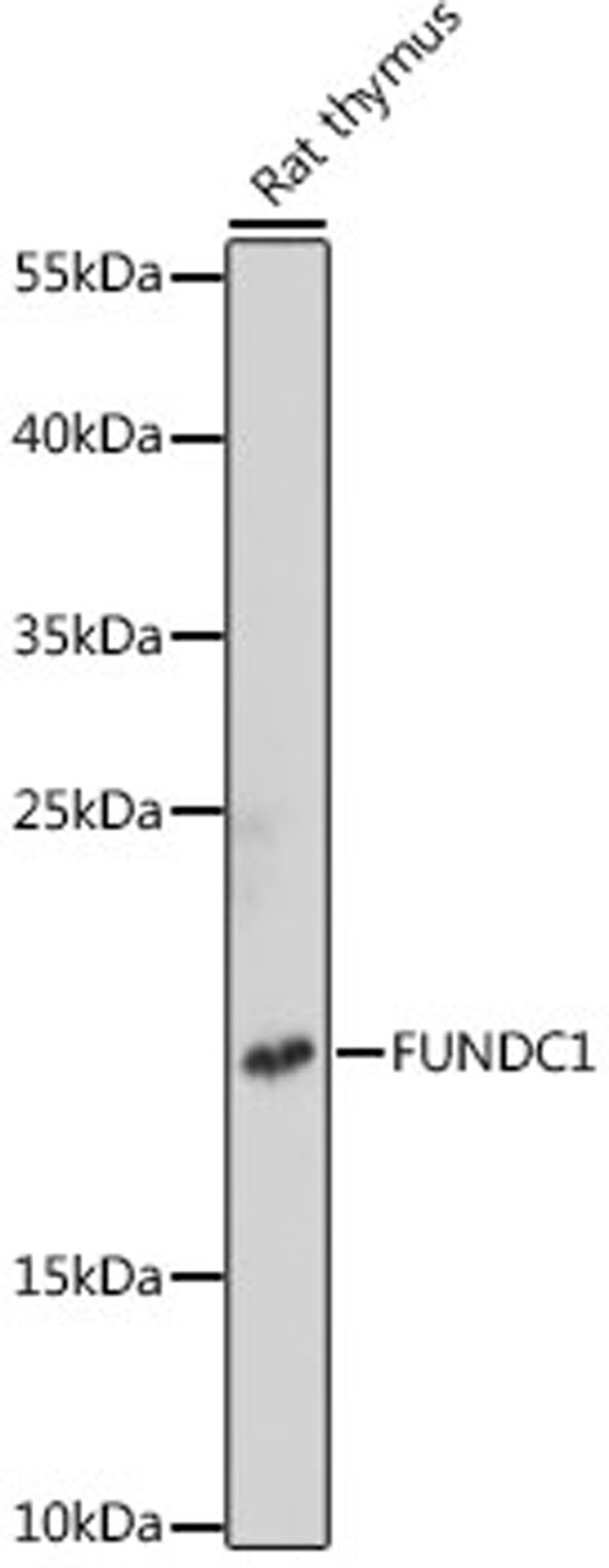 Western blot - FUNDC1 antibody (A16318)