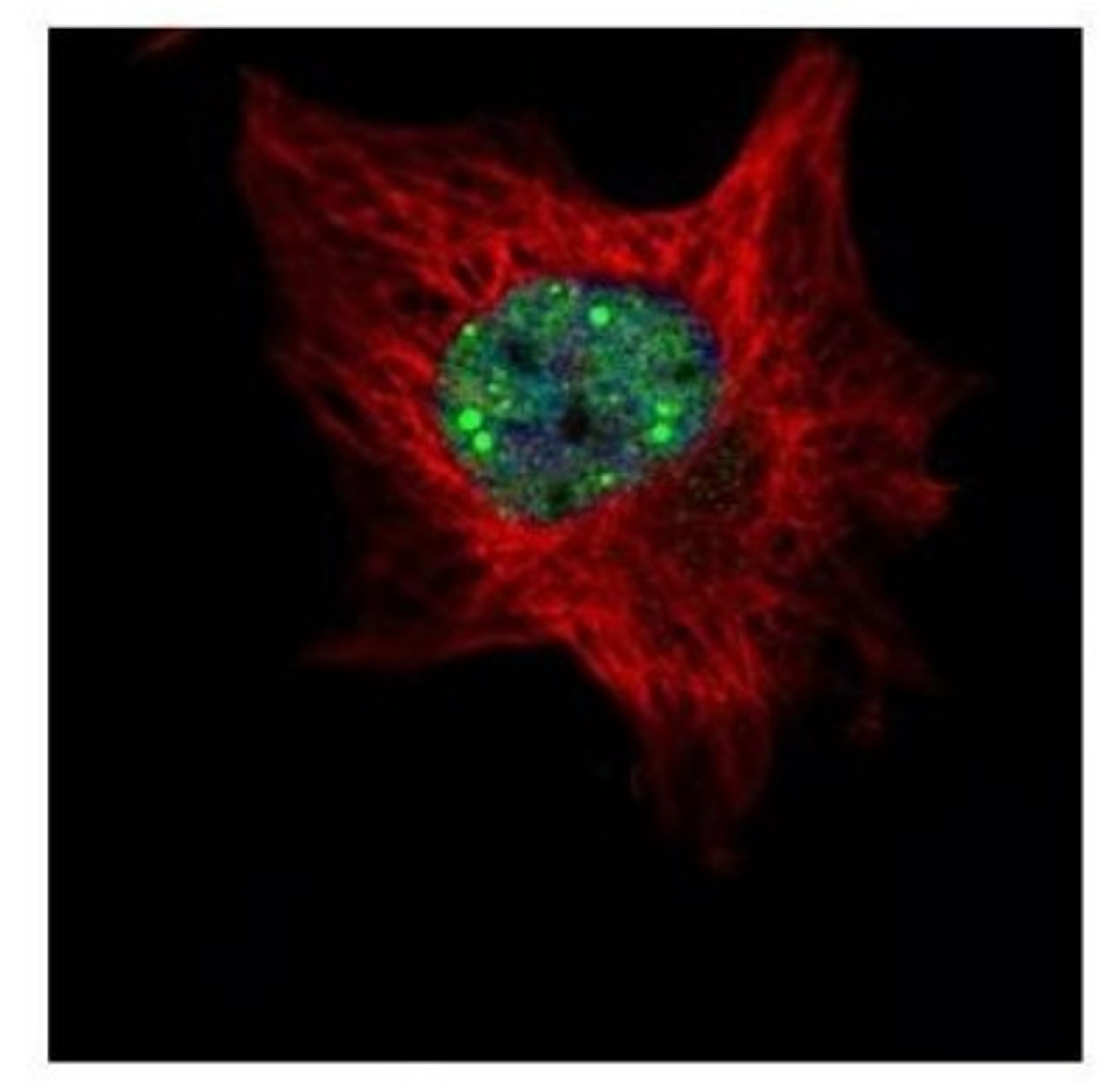 Immunocytochemistry/Immunofluorescence: TOE1 Antibody [NBP2-20678] - Confocal immunofluorescence analysis of paraformaldehyde-fixed HeLa, using TOE1 antibody (Green) at 1:500 dilution. Alpha-tubulin filaments are labeled with Alpha-tubulin antibody (Red) at 1:2000.