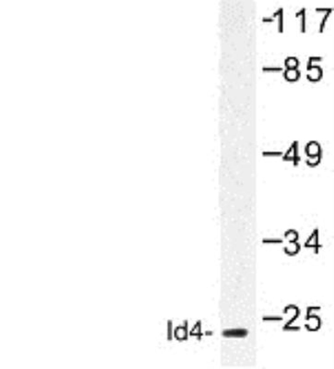 Western Blot: ID4 Antibody [NBP1-00882] - Western blot (WB) analysis of ID4 (S5) antibody in extracts from HepG2 cells