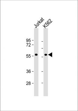 Western Blot at 1:1000 dilution Lane 1: Jurkat whole cell lysate Lane 2: K562 whole cell lysate Lysates/proteins at 20 ug per lane.