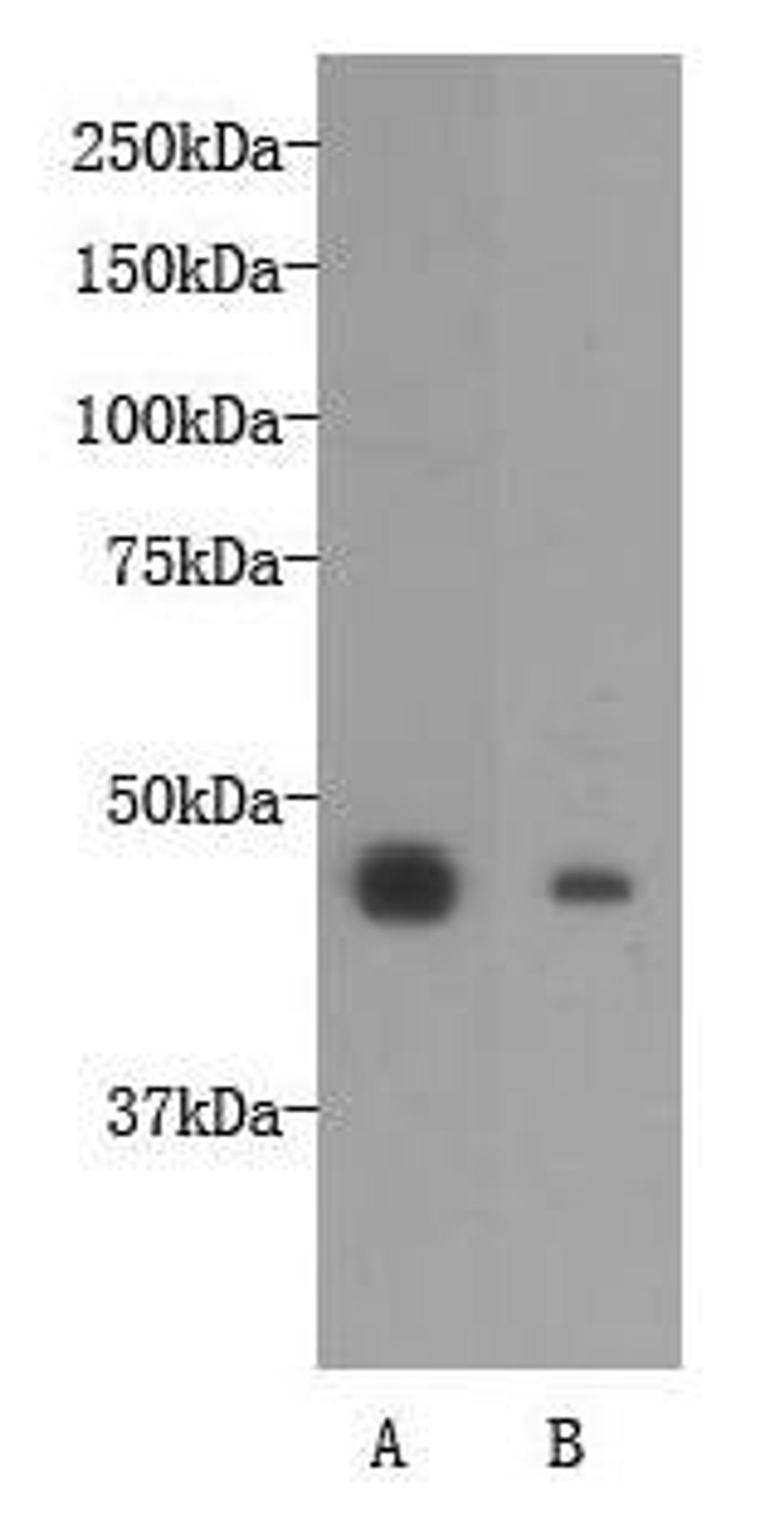 Western blot analysis of A:NCCIT cell,B:F9 cell using OCT-4 antibody