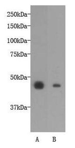 Western blot analysis of A:NCCIT cell,B:F9 cell using OCT-4 antibody