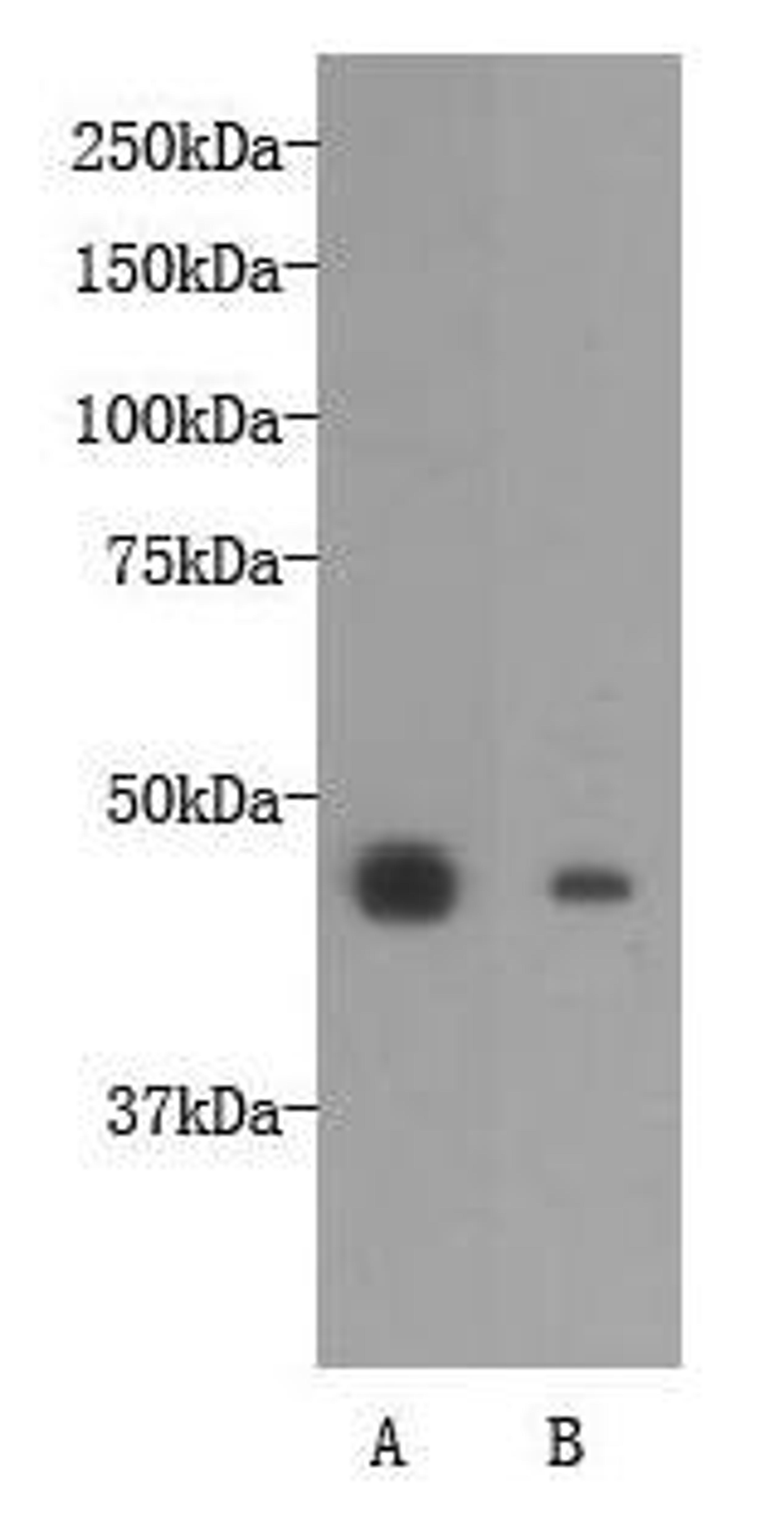 Western blot analysis of A:NCCIT cell,B:F9 cell using OCT-4 antibody