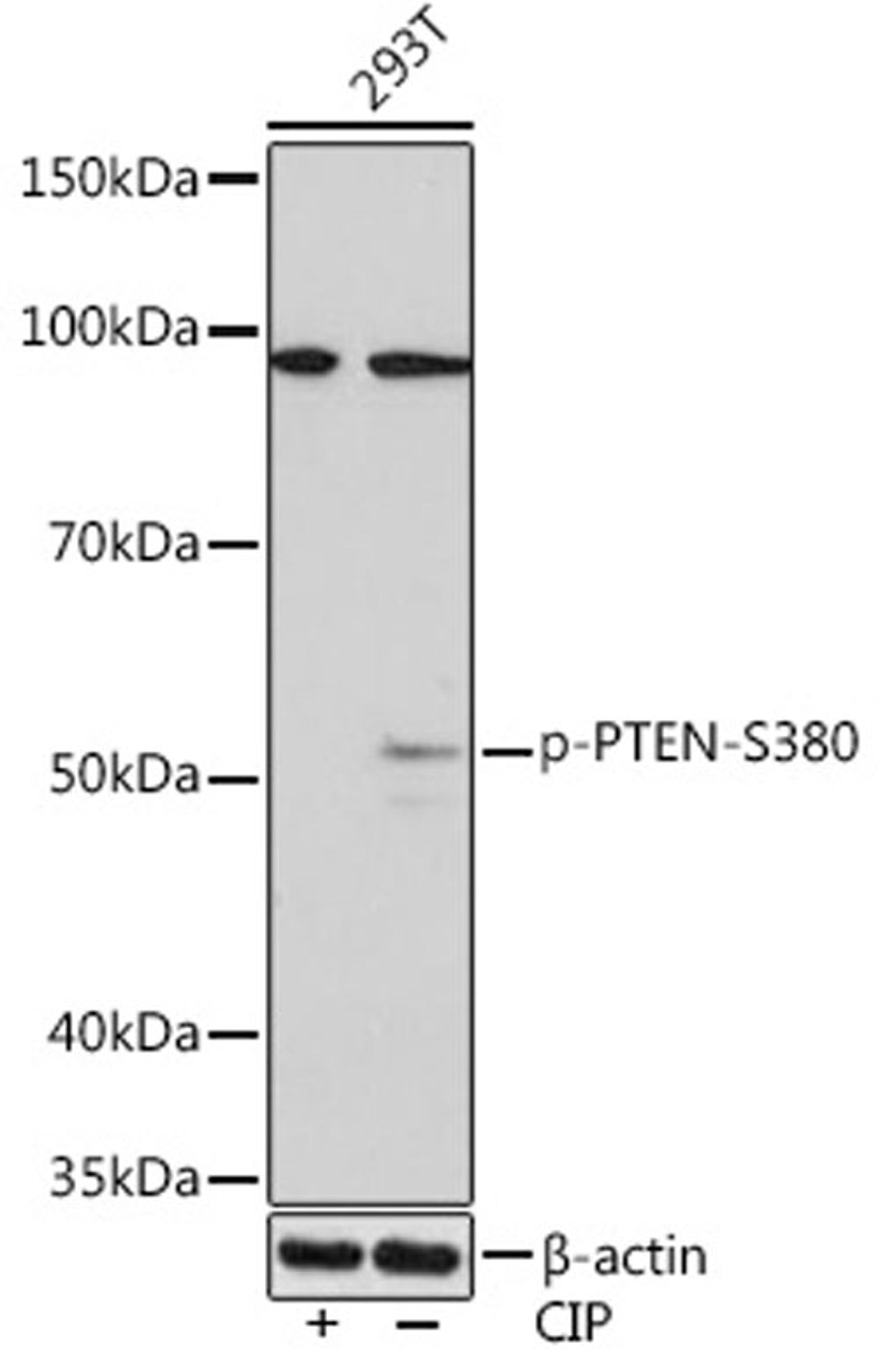 Western blot - Phospho-PTEN-S380 Rabbit mAb (AP0998)