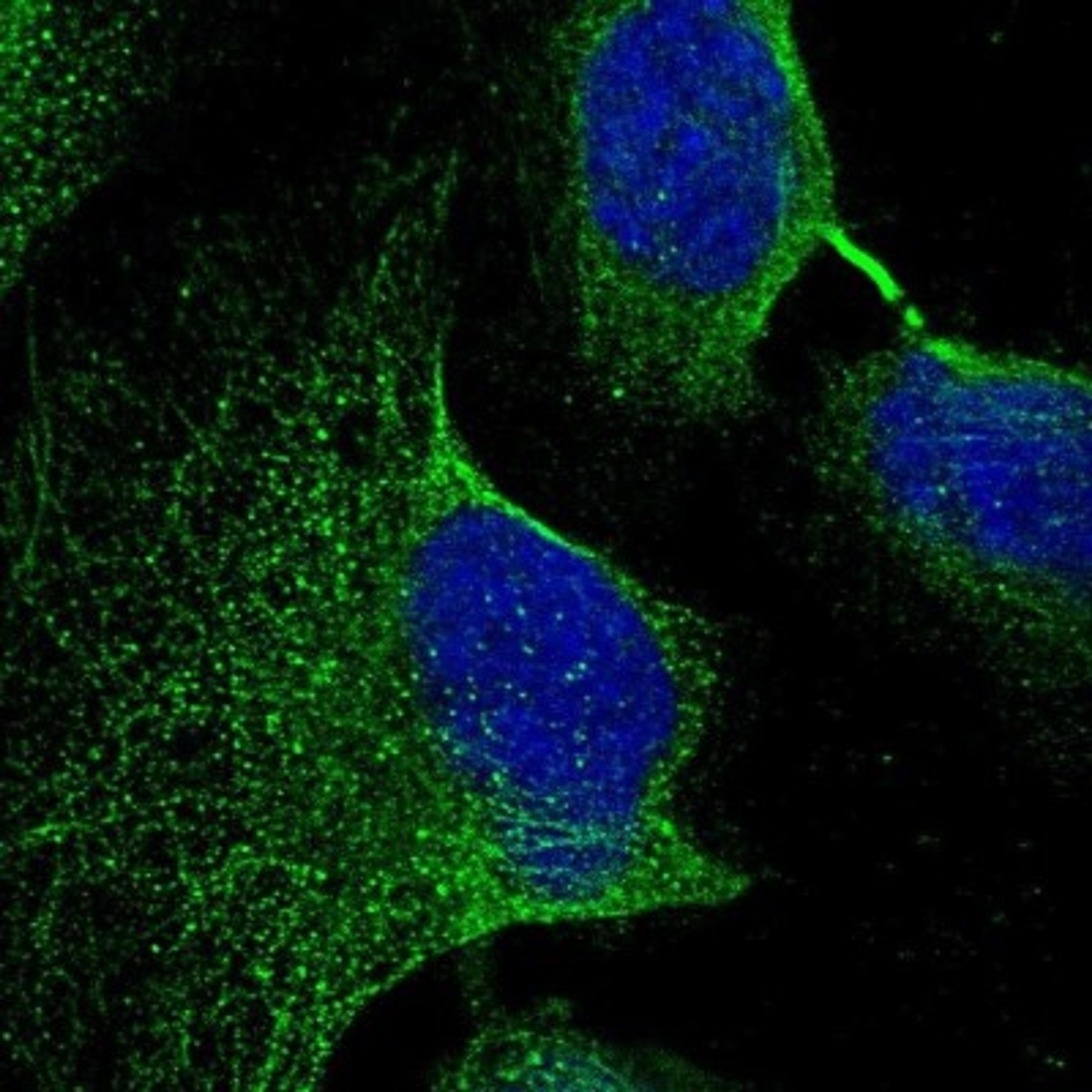 Immunocytochemistry/Immunofluorescence: C9orf128 Antibody [NBP1-90932] - Staining of human cell line U-2 OS shows positivity in cytoskeleton (microtubules).