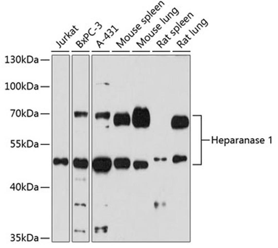 Western blot - Heparanase 1 antibody (A16488)