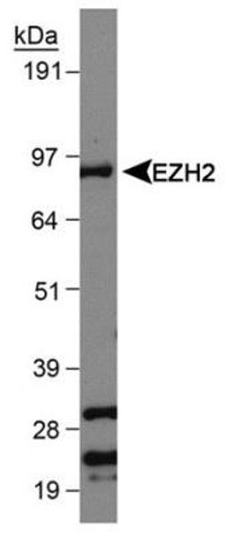 Western Blot: KMT6/EZH2 Antibody [NB110-83976] - Detection of E2H2 in Jurkat whole cell lysate using NB110-83976.