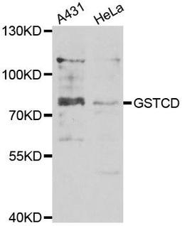 Western blot analysis of extracts of various cell lines using GSTCD antibody