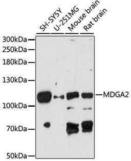 Western blot - MDGA2 antibody (A14969)