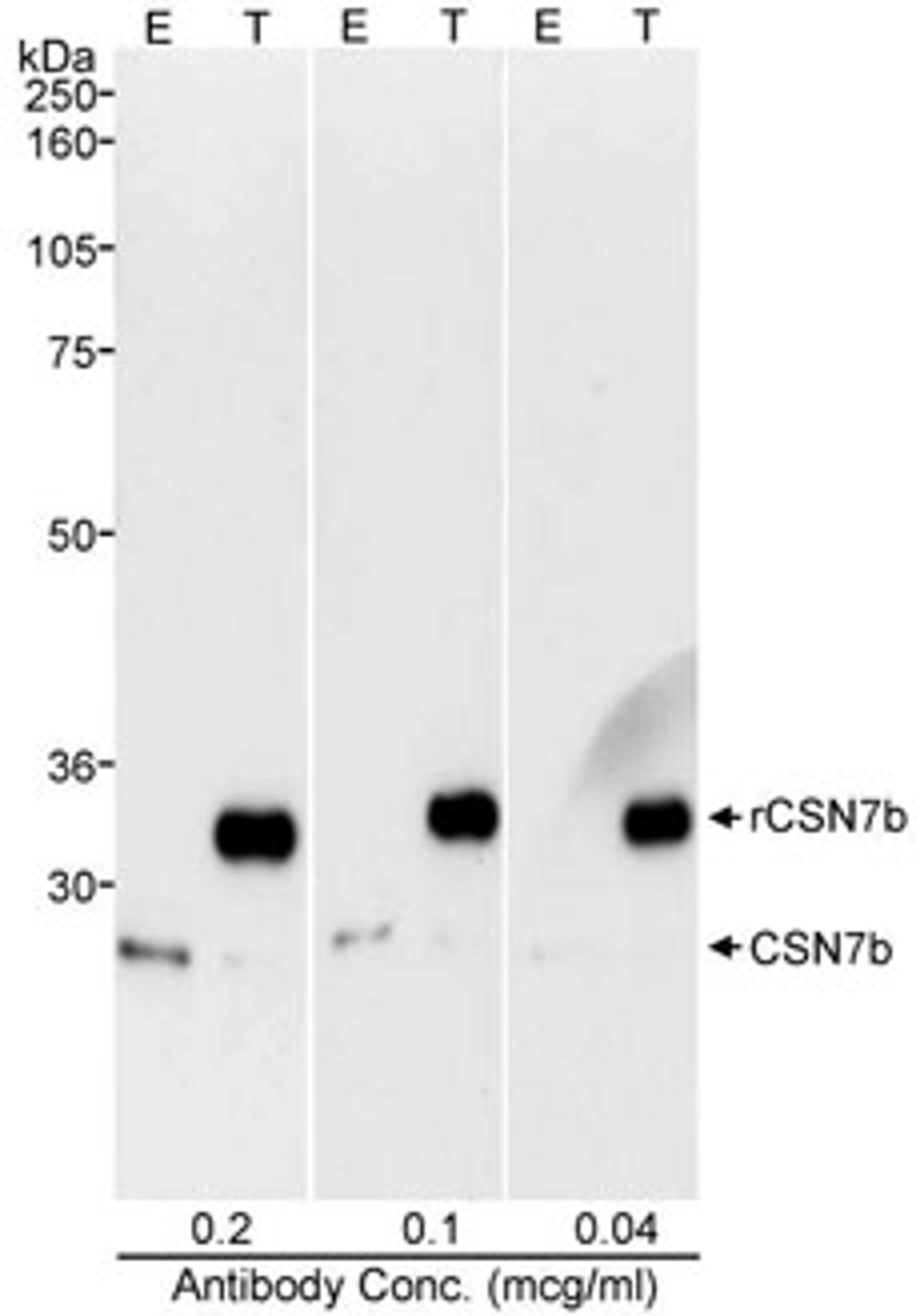 Detection of human CSN7b by western blot.