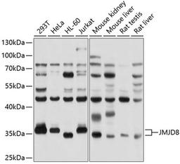 Western blot - JMJD8 antibody (A10476)