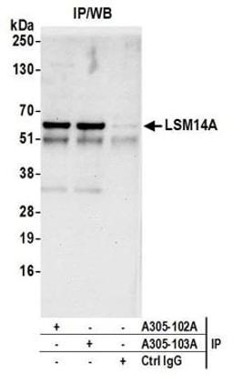 Detection of human LSM14A by western blot of immunoprecipitates.