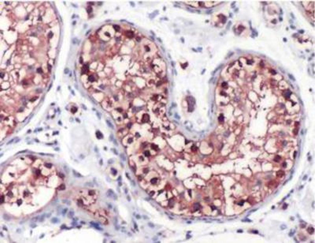 Immunohistochemistry-Paraffin: GCLC Antibody [NBP1-49762] - Human Testis