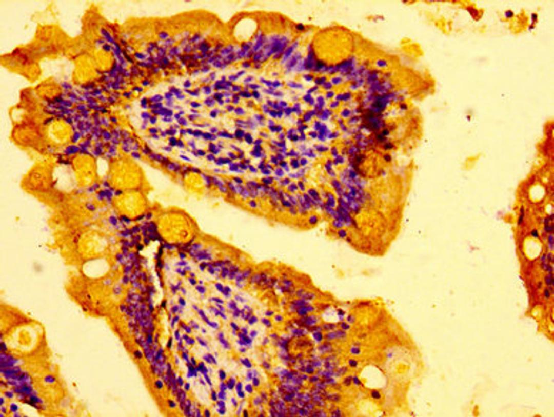 IHC image of CSB-PA863992LA01HU diluted at 1:100 and staining in paraffin-embedded human small intestine tissue performed on a Leica BondTM system. After dewaxing and hydration, antigen retrieval was mediated by high pressure in a citrate buffer (pH 6.0). Section was blocked with 10% normal goat serum 30min at RT. Then primary antibody (1% BSA) was incubated at 4&deg;C overnight. The primary is detected by a biotinylated secondary antibody and visualized using an HRP conjugated SP system.