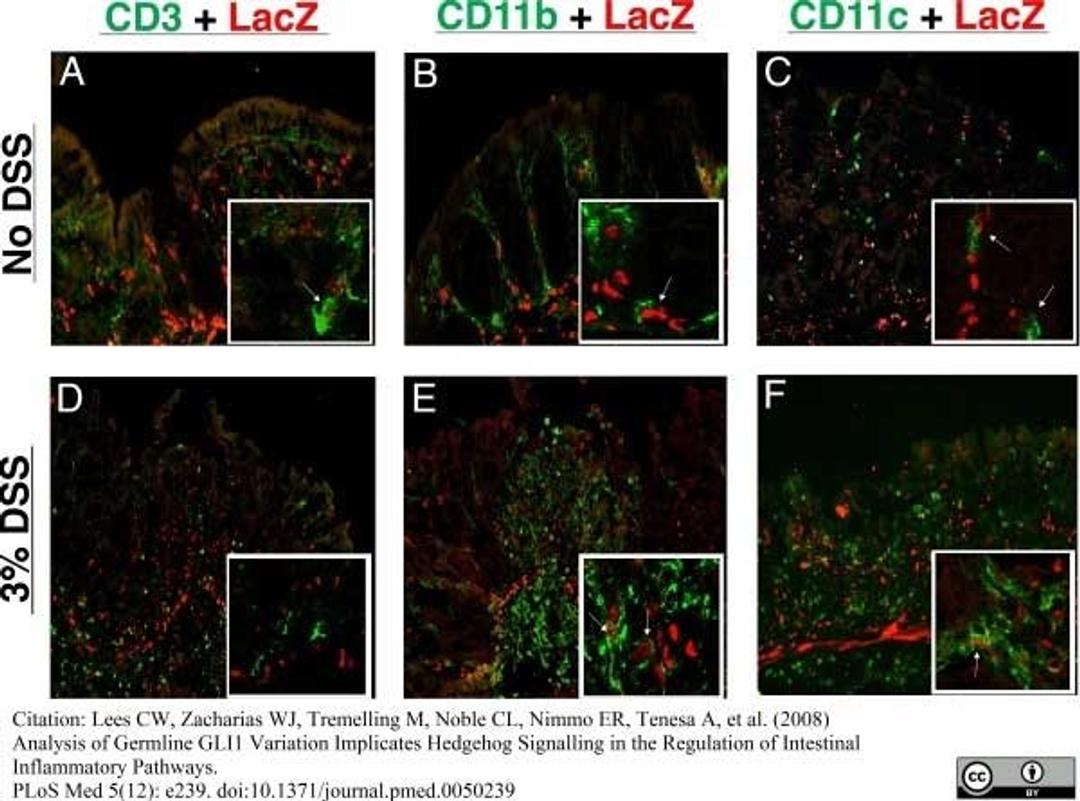 Hamster anti Mouse CD3 antibody used for the identification of murine colonic lymphocytes