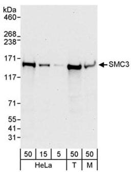 Detection of human and mouse SMC3 by western blot.