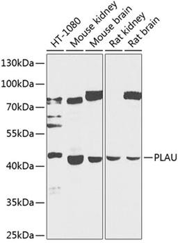 Western blot - PLAU antibody (A2181)