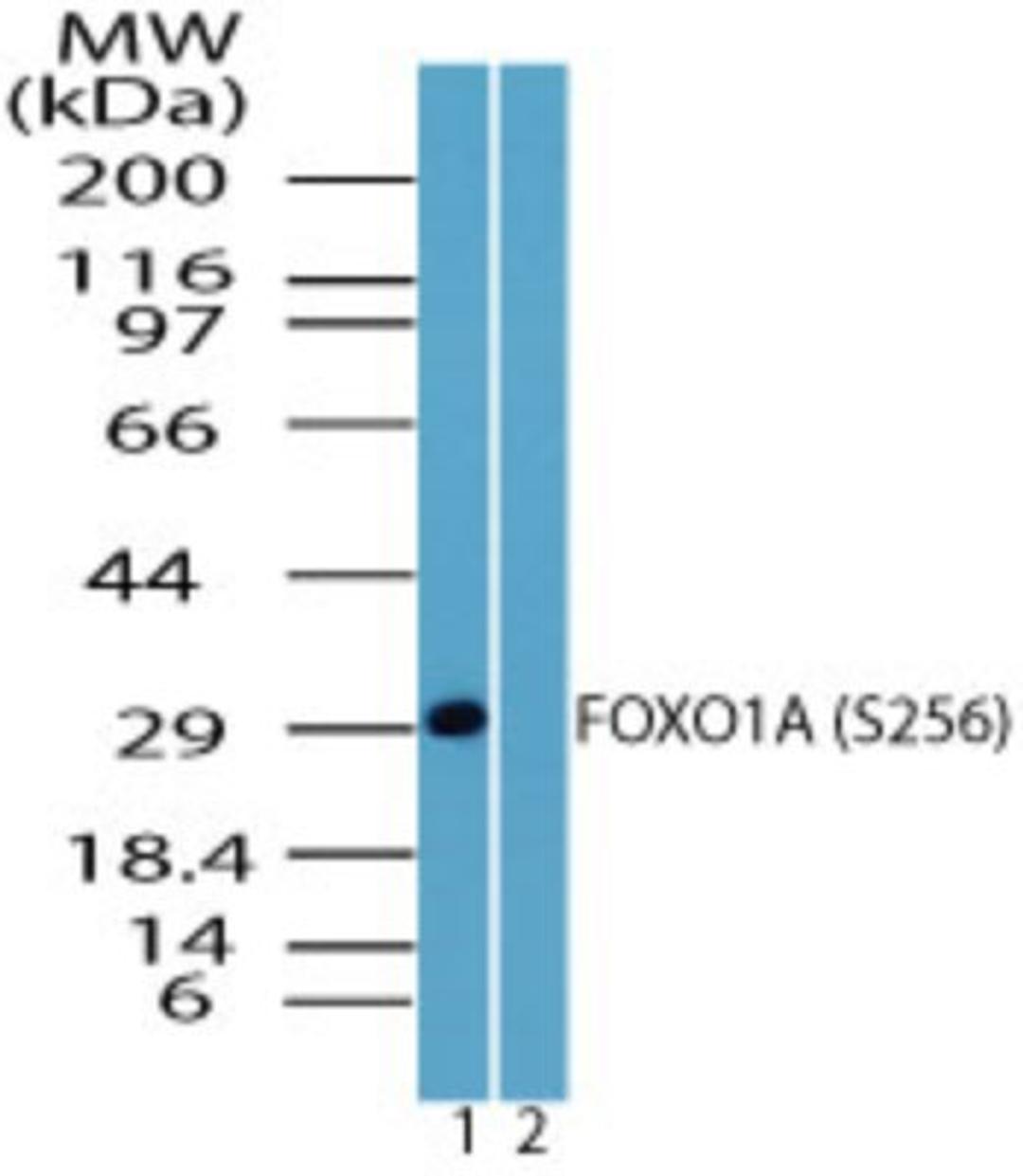 Western Blot: FOXO1A [p Ser256] Antibody [NBP2-24455] - Western blot analysis of FOXO1A (S256) in recombinant fusion protein containing 1) a phosphorylated serine at position 256 and 2) an unphosphorylated serine at position 256, using FOXO1 phospho antibody at 0.1 ug/ml. Novus's goat anti-rabbit Ig HRP seconda