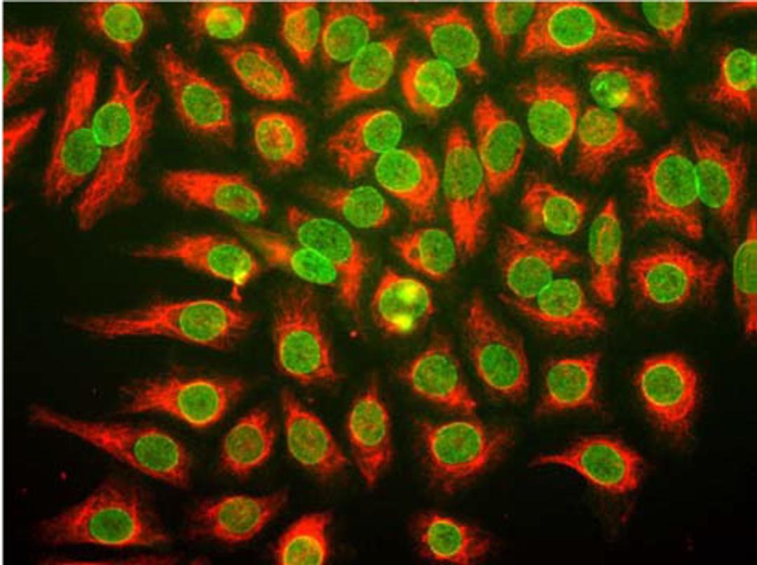 Immunostaining of HeLa cells with anti-nuclear pore complex antibody (green), and chicken anti-vimentin (red) (Cat. No. 50-264).