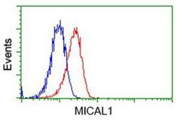 Flow Cytometry: MICAL1 Antibody (6H4) [NBP2-03135] - Analysis of Jurkat cells, using anti-MICAL1 antibody, (Red), compared to a nonspecific negative control antibody (Blue).