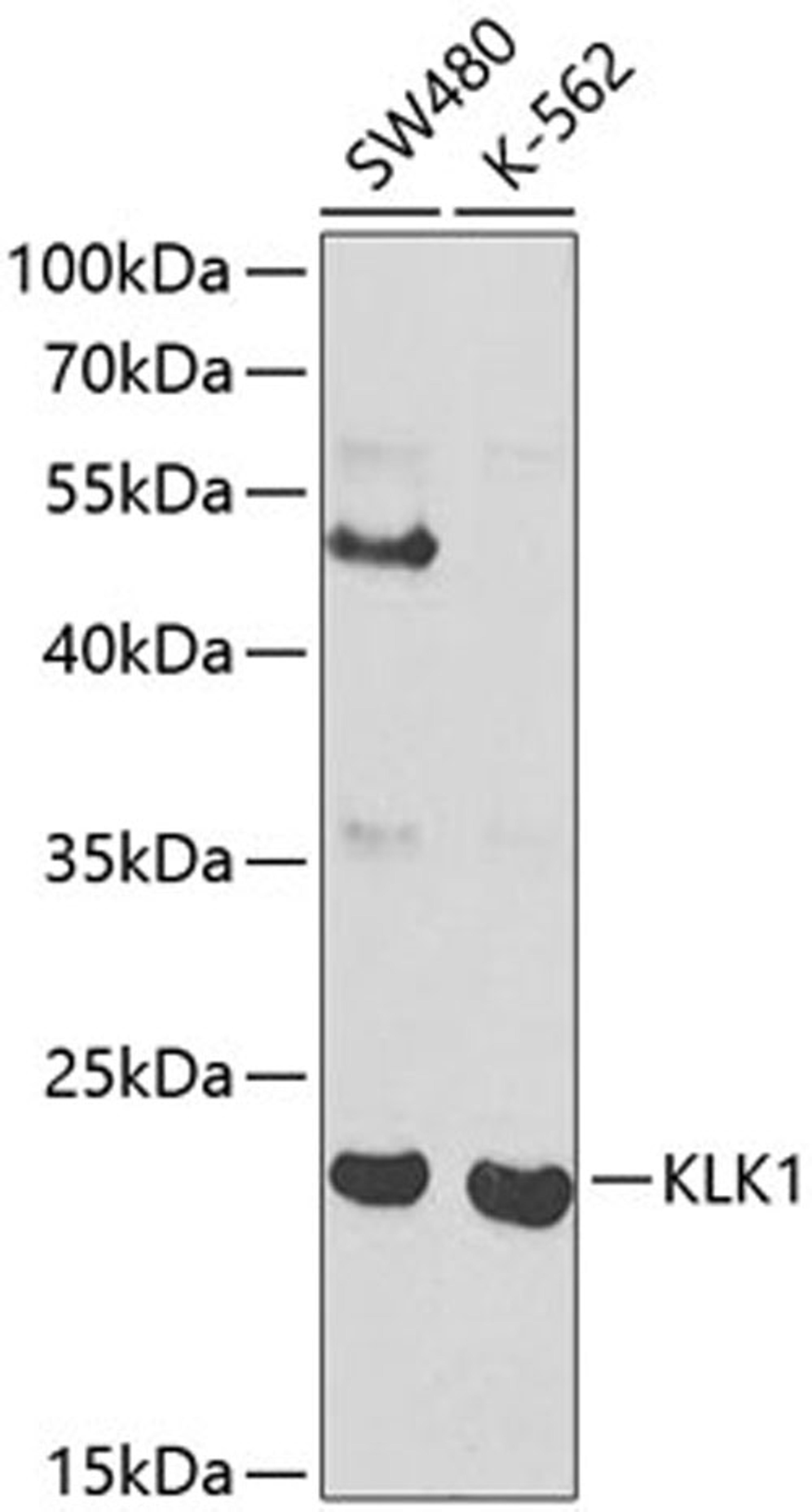 Western blot - KLK1 antibody (A1807)