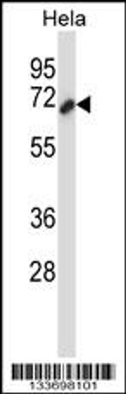 Western blot analysis in Hela cell line lysates (35ug/lane).