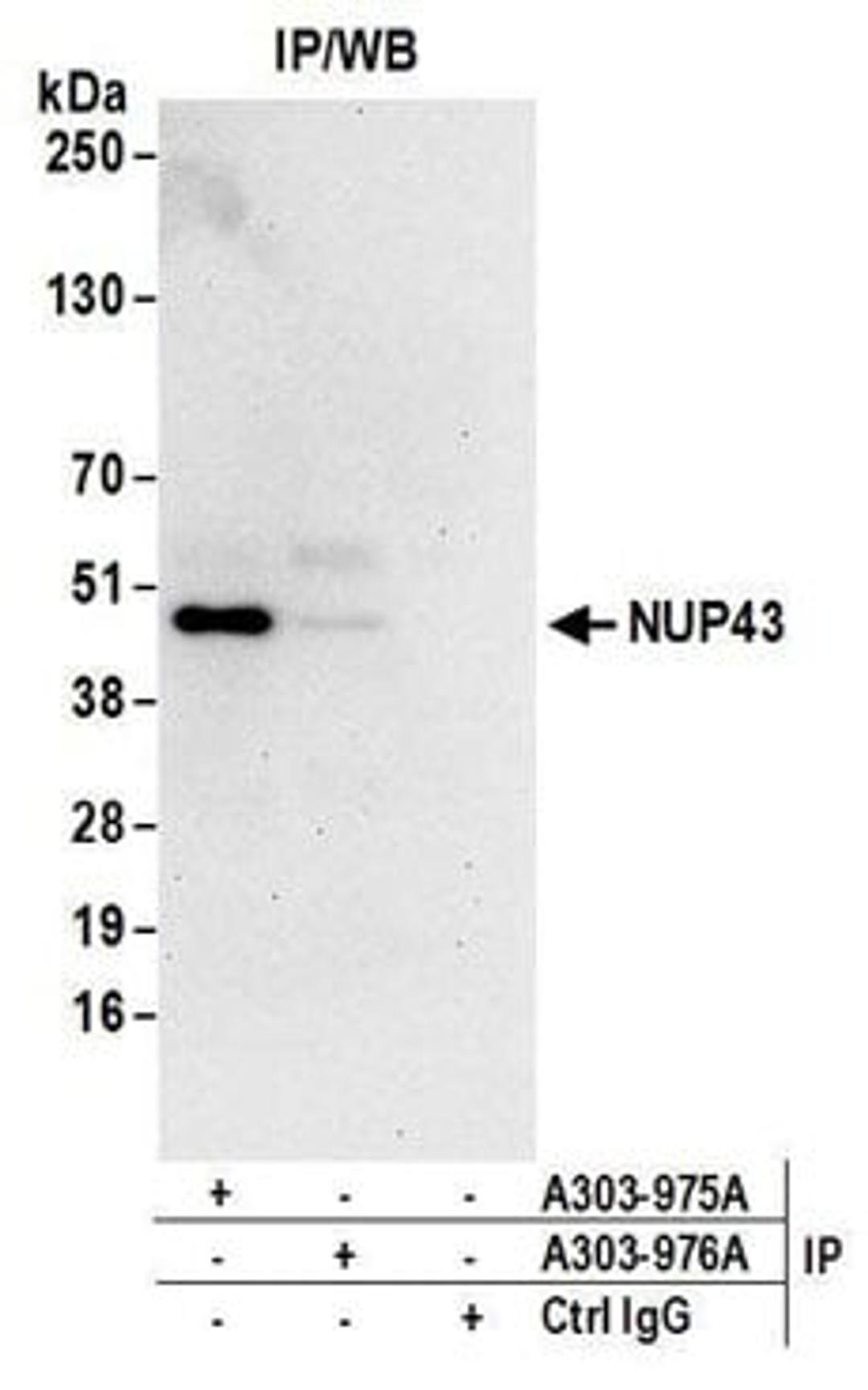 Detection of human NUP43 by western blot of immunoprecipitates.