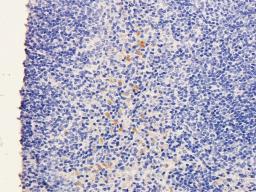 IHC-P image of mouse spleen tissue using SOX2 antibody (2.5 ug/ml)