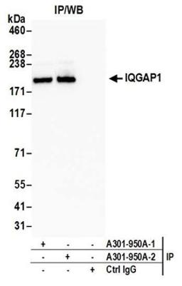 Detection of human IQGAP1 by western blot of immunoprecipitates.