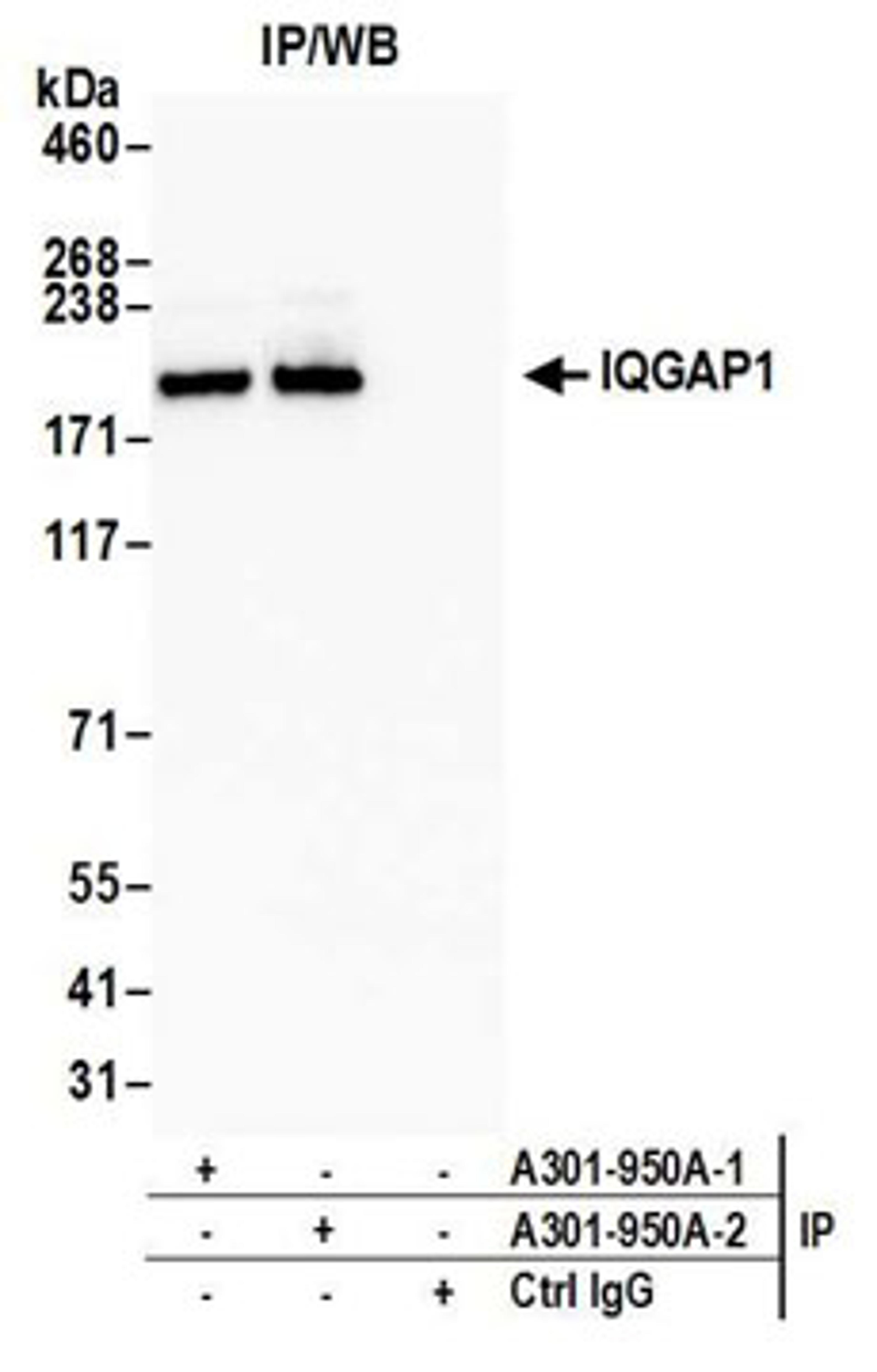 Detection of human IQGAP1 by western blot of immunoprecipitates.