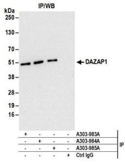 Detection of human DAZAP1 by western blot of immunoprecipitates.