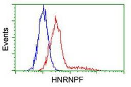 Flow Cytometry: hnRNP F Antibody (5F5) [NBP2-02221] - Analysis of Hela cells, using anti-hnRNP F antibody, (Red), compared to a nonspecific negative control antibody (Blue).