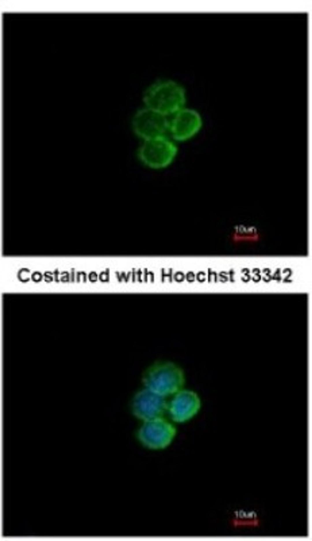 Immunocytochemistry/Immunofluorescence: Siglec 7 Antibody [NBP2-20360] - Analysis of methanol-fixed A431, using antibody at 1:200 dilution.