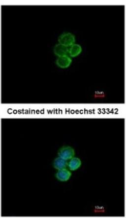 Immunocytochemistry/Immunofluorescence: Siglec 7 Antibody [NBP2-20360] - Analysis of methanol-fixed A431, using antibody at 1:200 dilution.