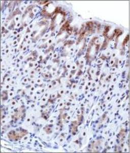 Immunohistochemistry-Paraffin: O-GlcNAc Antibody (HGAC85) [NB300-614] - IHC staining of O-GlcNAc in mouse colon using DAB with hematoxylin counterstain.