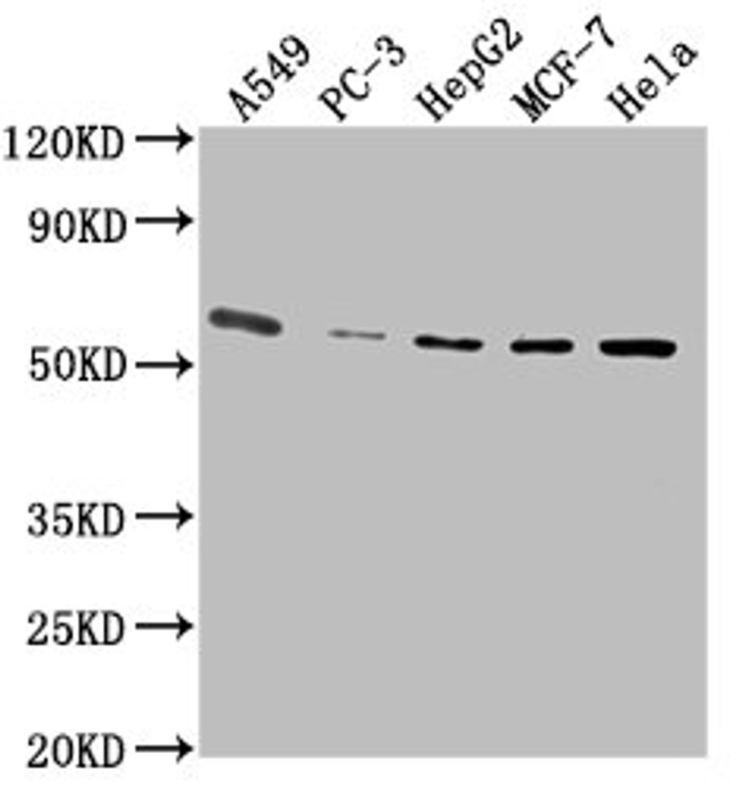 Western Blot. Positive WB detected in: A549 whole cell lysate, PC-3 whole cell lysate, HepG2 whole cell lysate, MCF-7 whole cell lysate, Hela whole cell lysate. All lanes: PD-L1 antibody at 1:2500. Secondary. Goat polyclonal to Mouse IgG at 1/10000 dilution. Predicted band size: 33 kDa. Observed band size: 55 kDa.
