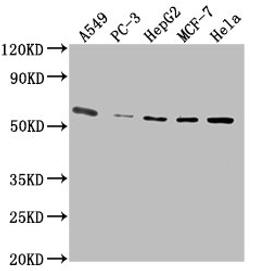 Western Blot. Positive WB detected in: A549 whole cell lysate, PC-3 whole cell lysate, HepG2 whole cell lysate, MCF-7 whole cell lysate, Hela whole cell lysate. All lanes: PD-L1 antibody at 1:2500. Secondary. Goat polyclonal to Mouse IgG at 1/10000 dilution. Predicted band size: 33 kDa. Observed band size: 55 kDa.