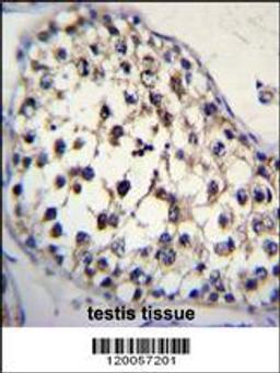 FUT8 Antibody immunohistochemistry analysis in formalin fixed and paraffin embedded human testis tissue followed by peroxidase conjugation of the secondary antibody and DAB staining.