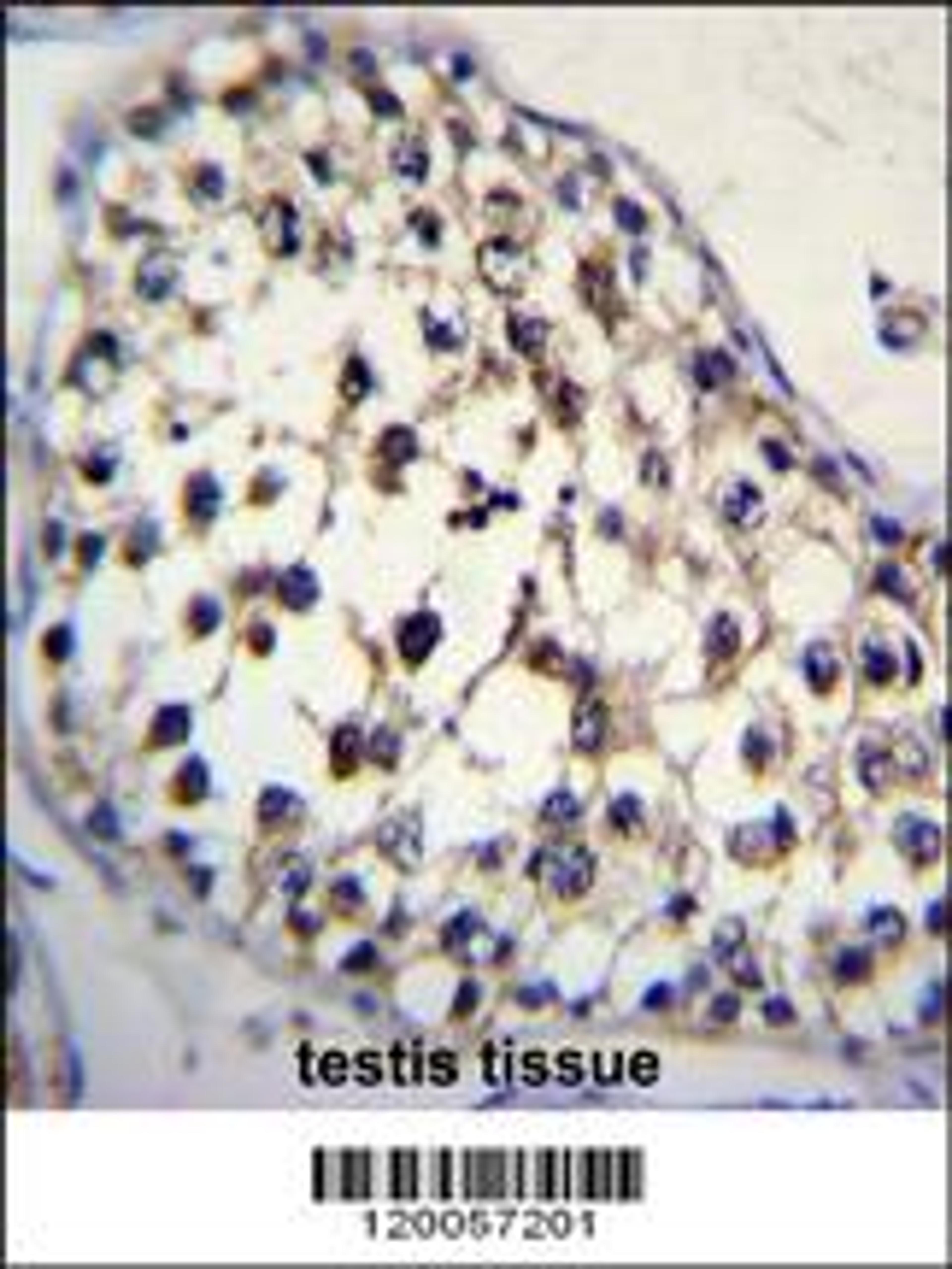 FUT8 Antibody immunohistochemistry analysis in formalin fixed and paraffin embedded human testis tissue followed by peroxidase conjugation of the secondary antibody and DAB staining.