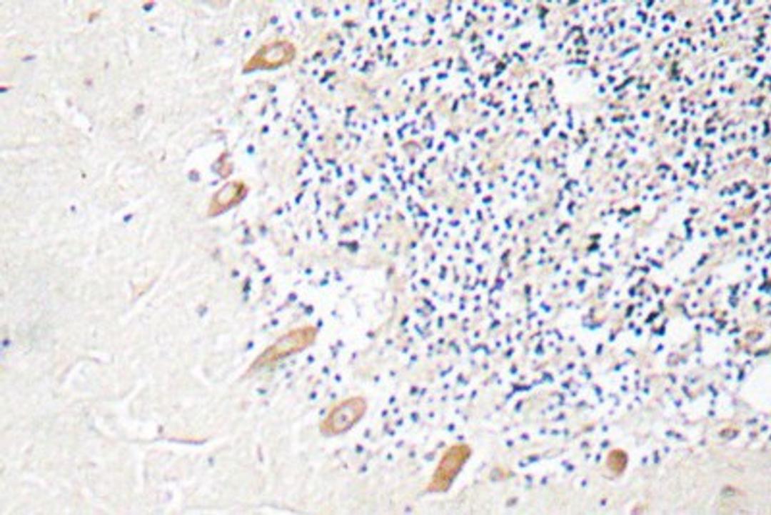 Immunohistochemistry-Paraffin: GABA A Receptor beta 2 Antibody [NBP1-51214] Immunohistochemistry (IHC) analyzes of GABAA Rbeta2 (R431) pAb in paraffin-embedded human brain tissue.